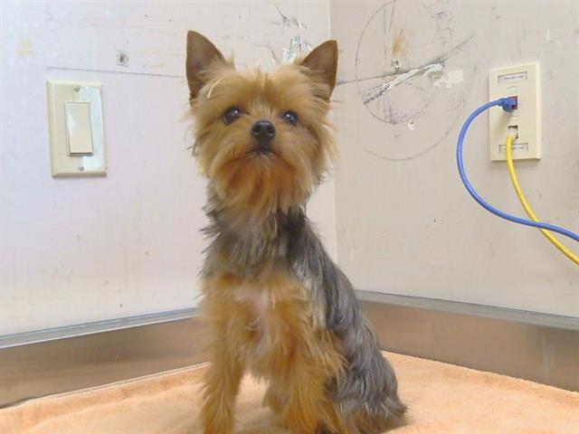 Shelter Stray Female Dog last seen SIERRA BLVD/FULTON AVE, 95825, Sacramento, CA 95827