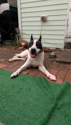 Shelter Stray Male Dog last seen Near BLOCK LOGAN ST, Watterson Park, KY 40218