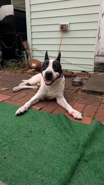 Shelter Stray Male Dog last seen Near BLOCK LOGAN ST, 3528 Newburg Rd, Louisville, KY 40218, USA