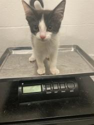 Shelter Stray Female Cat last seen TUCKAHOE DR,63125, Olivette, MO 63132
