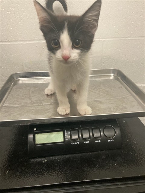Shelter Stray Female Cat last seen TUCKAHOE DR,63125, Olivette, MO 63132