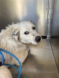 Shelter Stray Female Dog last seen Near BLOCK NW 30TH ST, Oklahoma City, OK 73129