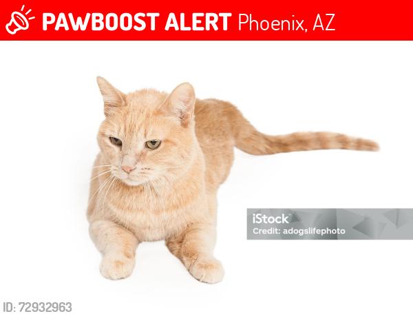 Lost Male Cat last seen 19th ave and baseline , Phoenix, AZ 85041