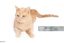 Lost Male Cat last seen 19th ave and baseline , Phoenix, AZ 85041