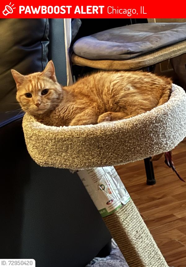 Lost Female Cat last seen Thomas & Washtenaw, Chicago, IL 60622