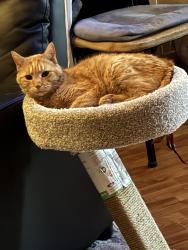 Lost Female Cat last seen Thomas & Washtenaw, Chicago, IL 60622