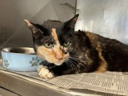 Shelter Stray Female Cat last seen , San Bernardino, CA 92401