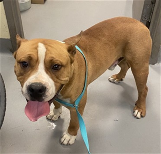 Shelter Stray Male Dog last seen Near BLOCK PINTO WAY, SAN JACINTO, CA, San Jacinto, CA 92582