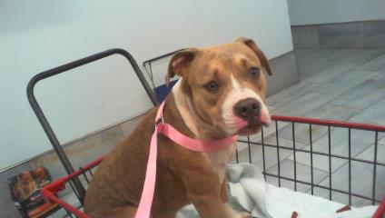 Shelter Stray Female Dog last seen CHARLOTTE, Charlotte, NC 28217
