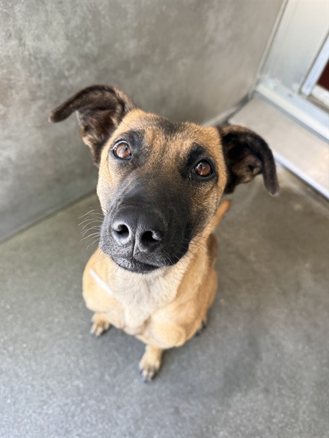 Shelter Stray Female Dog last seen , Quartz Hill, CA 93536