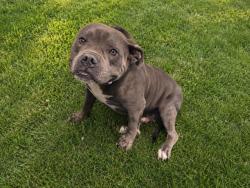 Shelter Stray Male Dog last seen , Quartz Hill, CA 93536