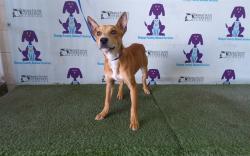 Shelter Stray Male Dog last seen , Orlando, FL 32839