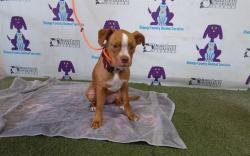 Shelter Stray Female Dog last seen , Orlando, FL 32839