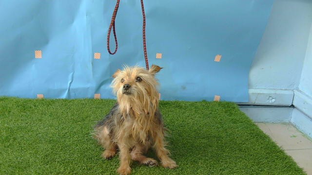 Shelter Stray Female Dog last seen , Gardena, CA 90248