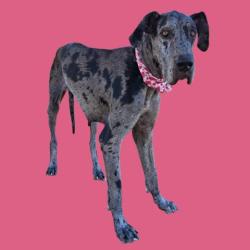 Shelter Stray Female Dog last seen Near BLOCK ACADIA CIR, BAKERSFIELD CA 93311, Bakersfield, CA 93308