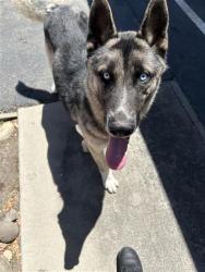 Shelter Stray Male Dog last seen Near BLOCK PRICE, Fresno, CA 93727