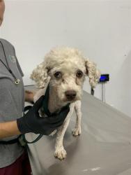 Shelter Stray Female Dog last seen Near BLOCK S ARMSTRONG AVE, FRESNO CA 93727 6724, Fresno, CA 93727