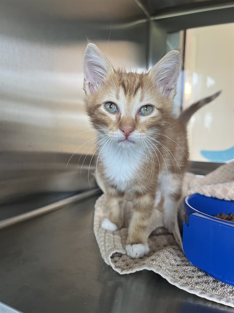 Shelter Stray Male Cat last seen BECKTON LN, Pearland, TX 77581