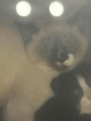 Shelter Stray Male Cat last seen Near BLOCK 120TH AVE SE, KENT WA 98031, Kent, WA 98032