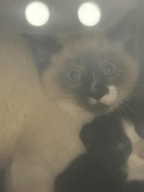 Shelter Stray Male Cat last seen Near BLOCK 120TH AVE SE, KENT WA 98031, Kent, WA 98032