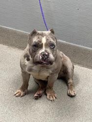 Shelter Stray Female Dog last seen E SAHARA AVE & S NELLIS BLVD, Las Vegas, NV 89101