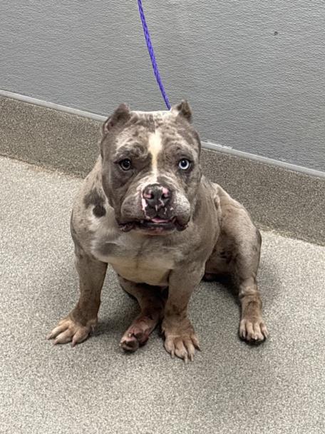 Shelter Stray Female Dog last seen E SAHARA AVE & S NELLIS BLVD, Las Vegas, NV 89101