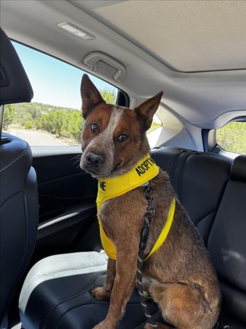 Shelter Stray Male Dog last seen Near BLOCK CAMINO ESPERANZA SANTA FE NM 87507, Santa Fe, NM 87507
