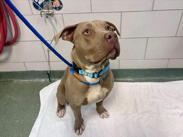 Shelter Stray Female Dog last seen Near BLOCK OLD LAS VEGAS HWY SANTA FE NM 87505, Santa Fe, NM 87507