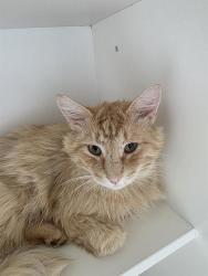 Shelter Stray Male Cat last seen Near , Indianapolis, IN 46221