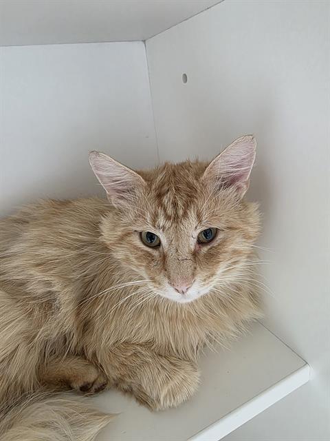 Shelter Stray Male Cat last seen Near , Indianapolis, IN 46221