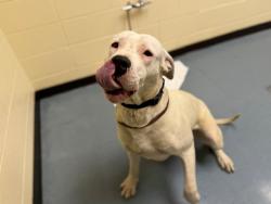 Shelter Stray Male Dog last seen Near BLOCK E 55TH AVE, DENVER CO 80239, Denver, CO 80223