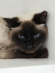 Shelter Stray Female Cat last seen Near , Indianapolis, IN 46221
