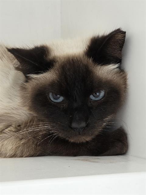 Shelter Stray Female Cat last seen Near , Indianapolis, IN 46221