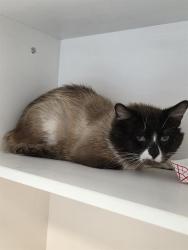 Shelter Stray Male Cat last seen Near , Indianapolis, IN 46221