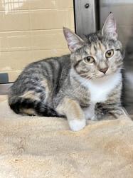 Shelter Stray Female Cat last seen Near BLOCK E 53RD ST S, WICHITA KS 67216, Wichita, KS 67219