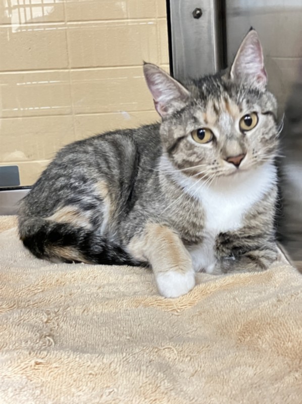 Shelter Stray Female Cat last seen Near BLOCK E 53RD ST S, WICHITA KS 67216, Wichita, KS 67219