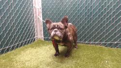 Shelter Stray Female Dog last seen , Downey, CA 90242