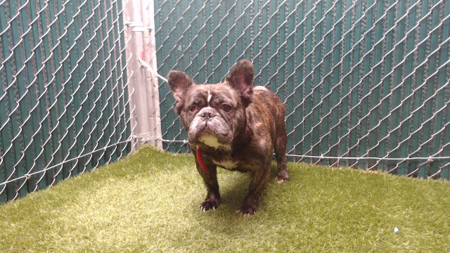Shelter Stray Female Dog last seen , Downey, CA 90242