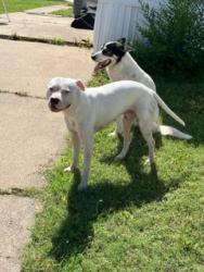 Shelter Stray Male Dog last seen Near BLOCK S CLIFTON AVE, WICHITA KS 67210, Wichita, KS 67219