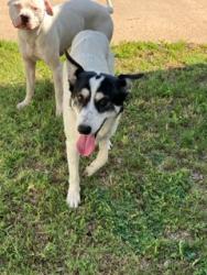 Shelter Stray Female Dog last seen Near BLOCK S CLIFTON AVE, WICHITA KS 67210, Wichita, KS 67219