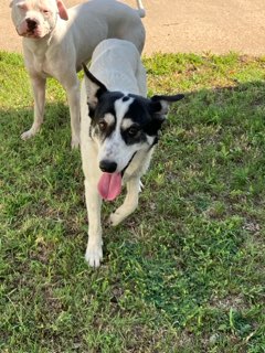 Shelter Stray Female Dog last seen Near BLOCK S CLIFTON AVE, WICHITA KS 67210, Wichita, KS 67219