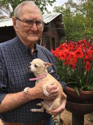Lost Female Dog last seen Old Alvin and Linwood by Saint Helen’s Catholic Church, Pearland, TX 77581