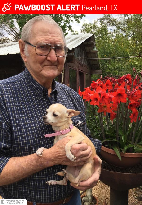Lost Female Dog last seen Old Alvin and Linwood by Saint Helen’s Catholic Church, Pearland, TX 77581