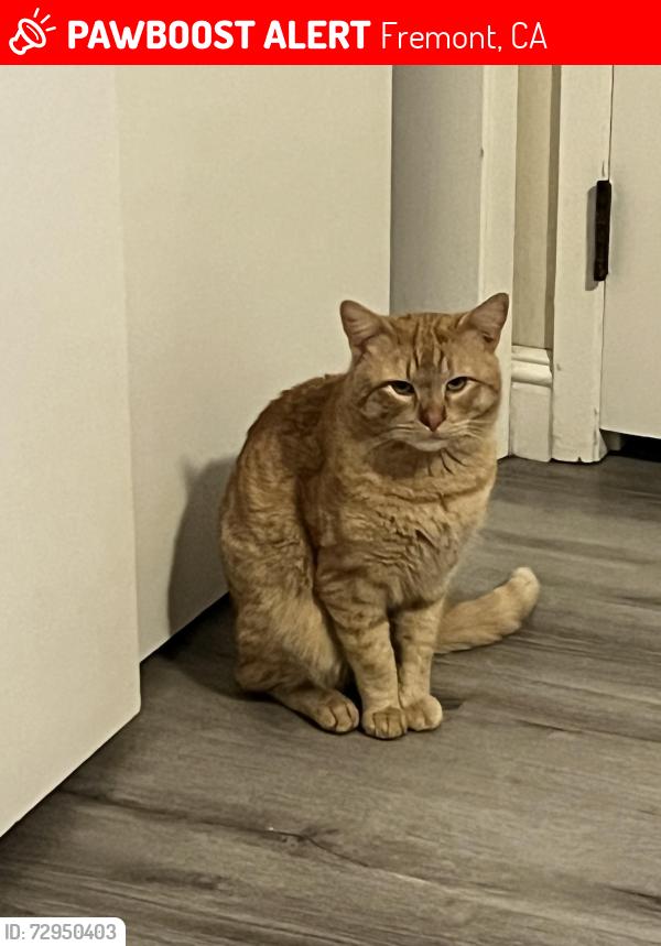 Lost Male Cat last seen En la Avenida decoto y paseo padre, Fremont, CA 94555
