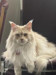 Reunited Female Cat last seen Near Maxwell pl, Winnipeg, MB R2K 0C7