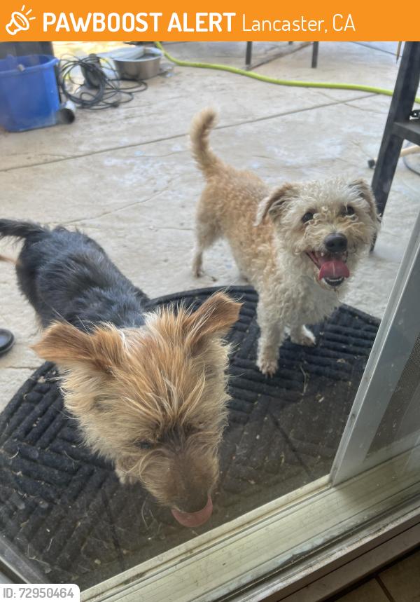 Found/Stray Unknown Dog last seen E 22 and J, Lancaster, CA 93534