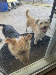 Found/Stray Unknown Dog last seen E 22 and J, Lancaster, CA 93534