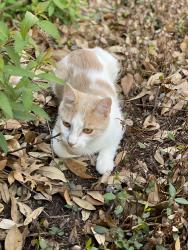 Reunited Male Cat last seen Wellington, Flower Mound, TX 75022