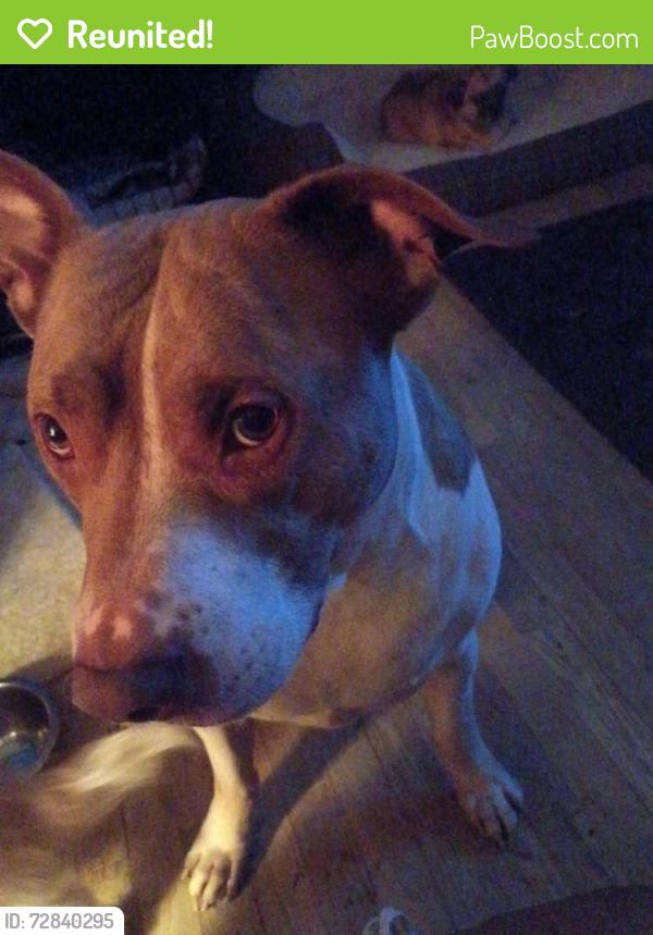 Reunited Male Dog last seen Baker rd, Bankhead and Hightower, Atlanta, GA 30318