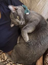 Lost Male Cat last seen Mohawk & vine , Scotia, NY 12302